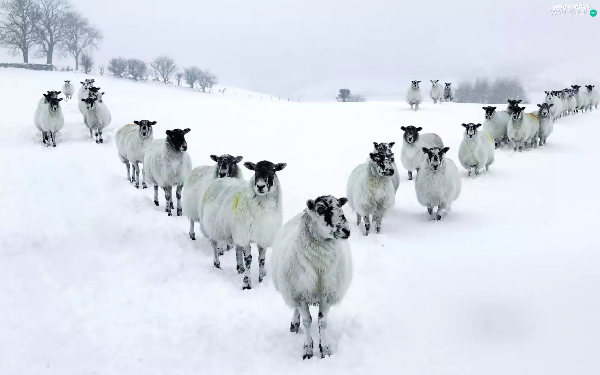 snow, Sheep