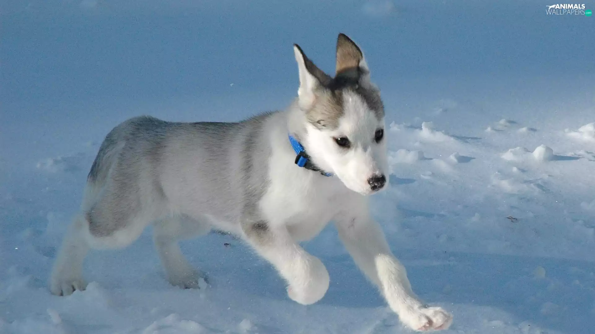 doggy, snow, Siberian Husky, Puppy