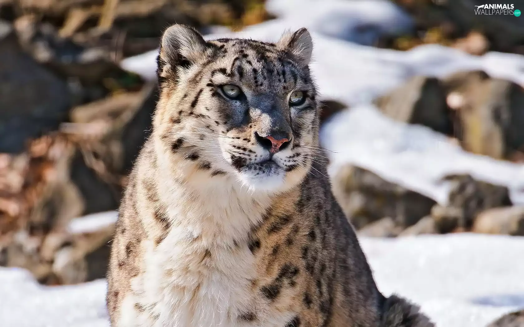 snow leopard, snow