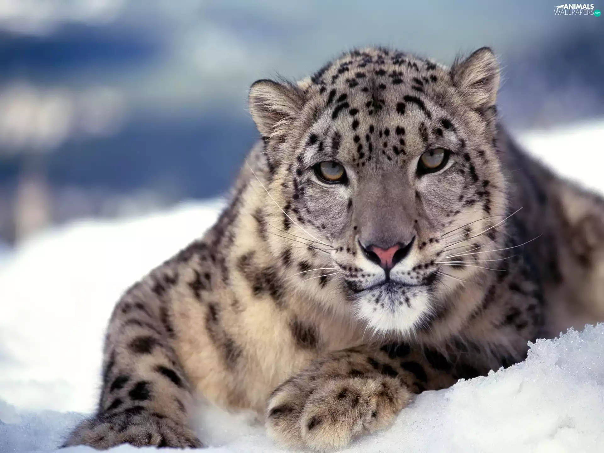 snow leopard, snow