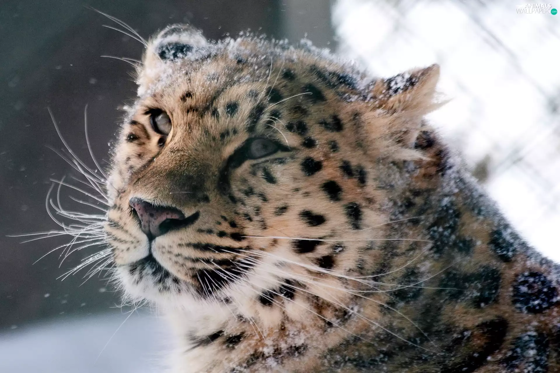 snow leopard, snow