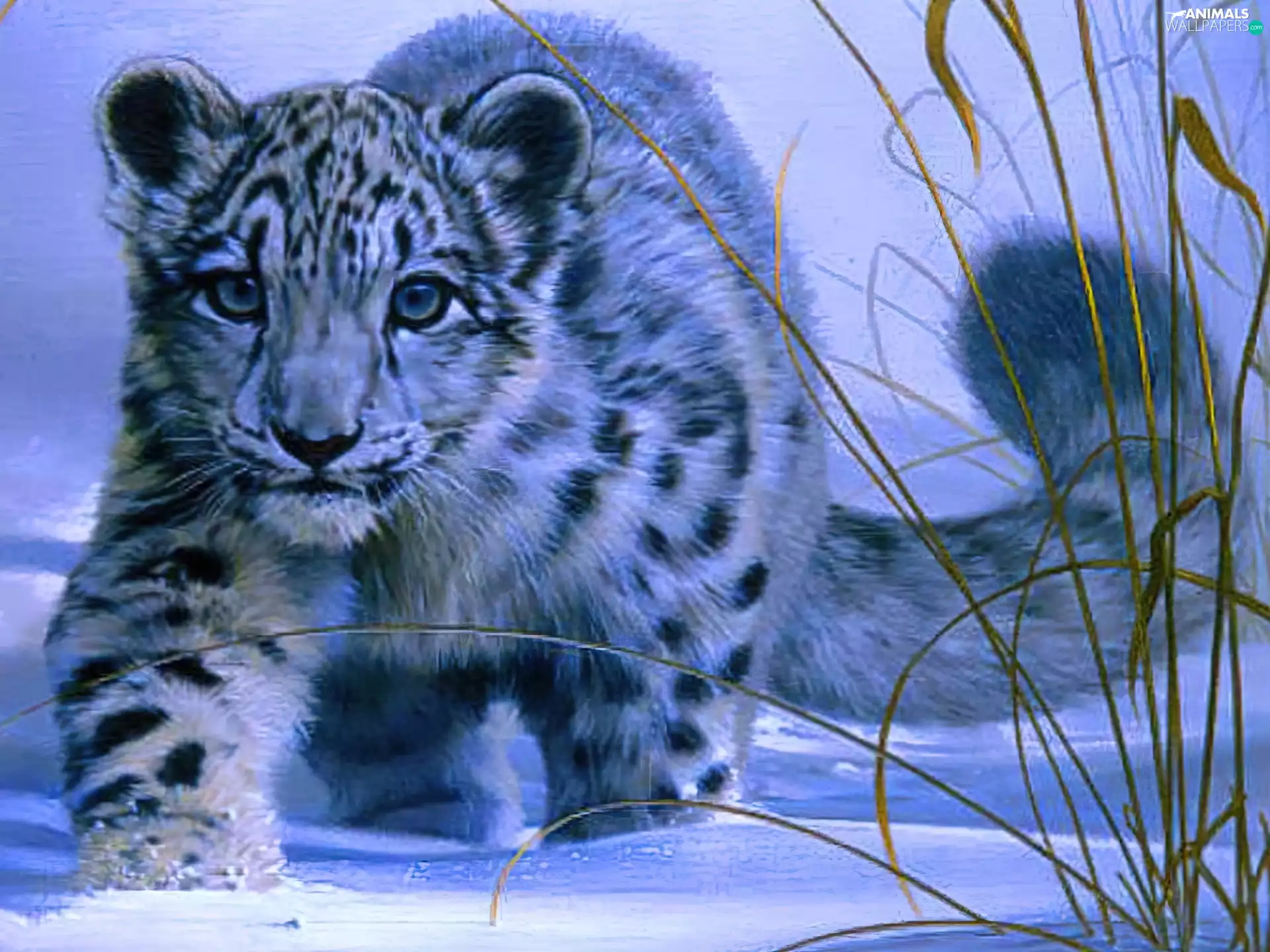 White, snow, snow leopard, Leopards