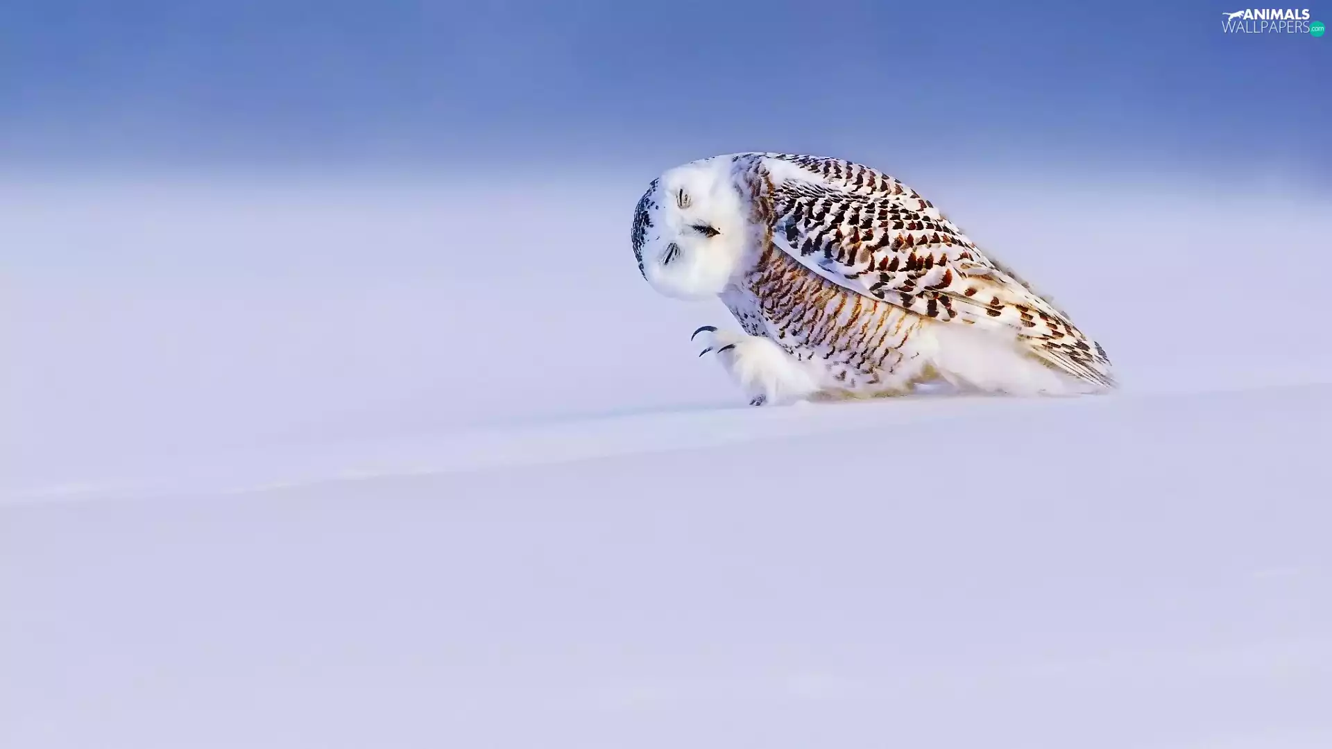 snow, owl, snow