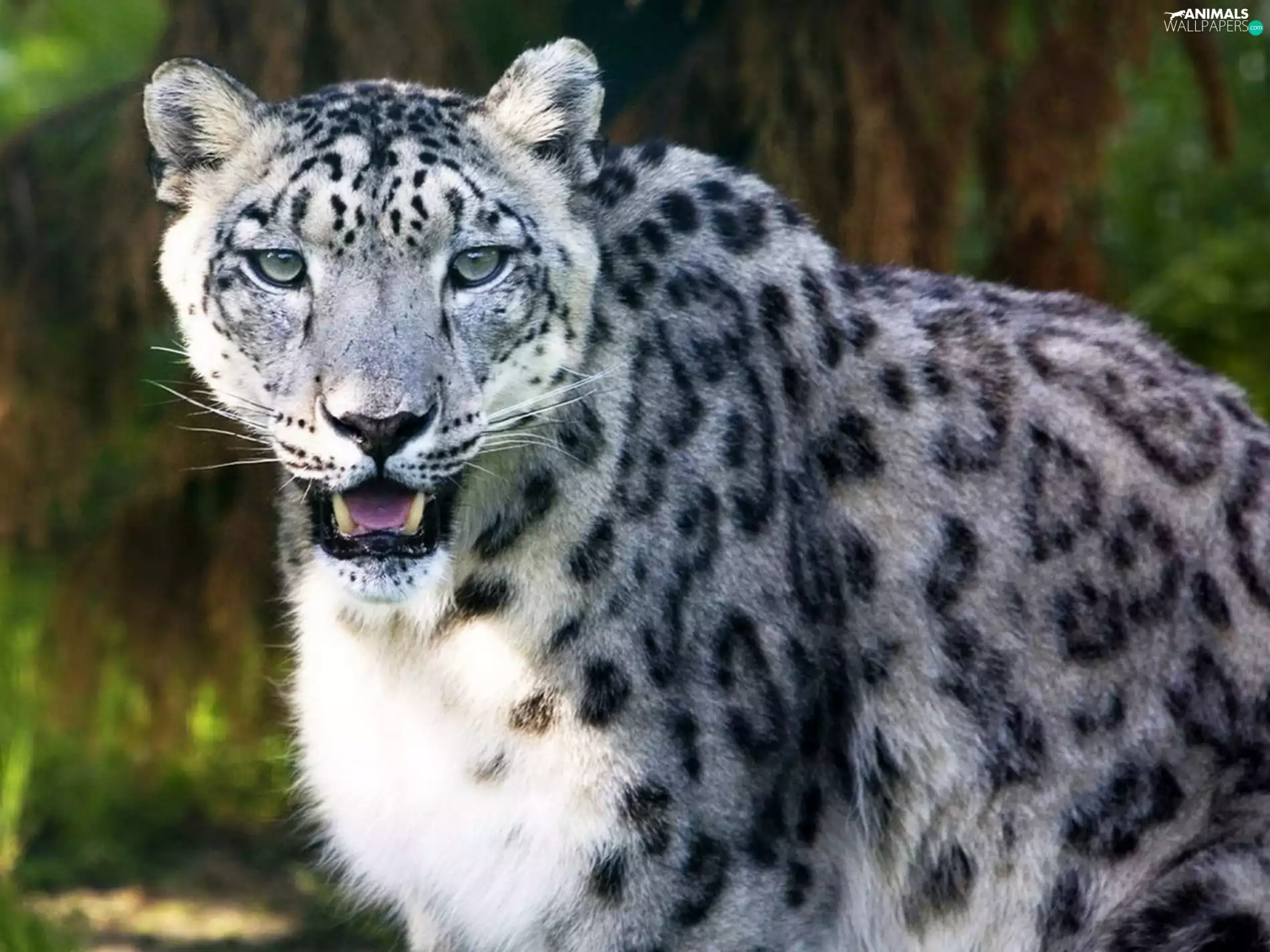 snow leopard, spots