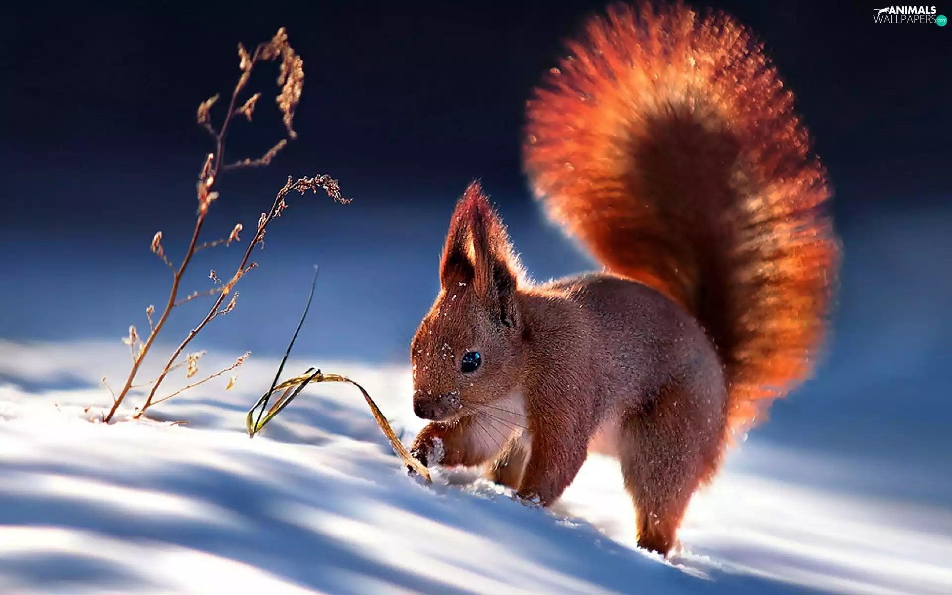 squirrel, dry, grass, snow