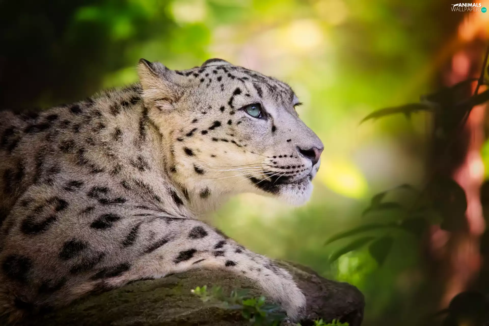 snow leopard, Stone