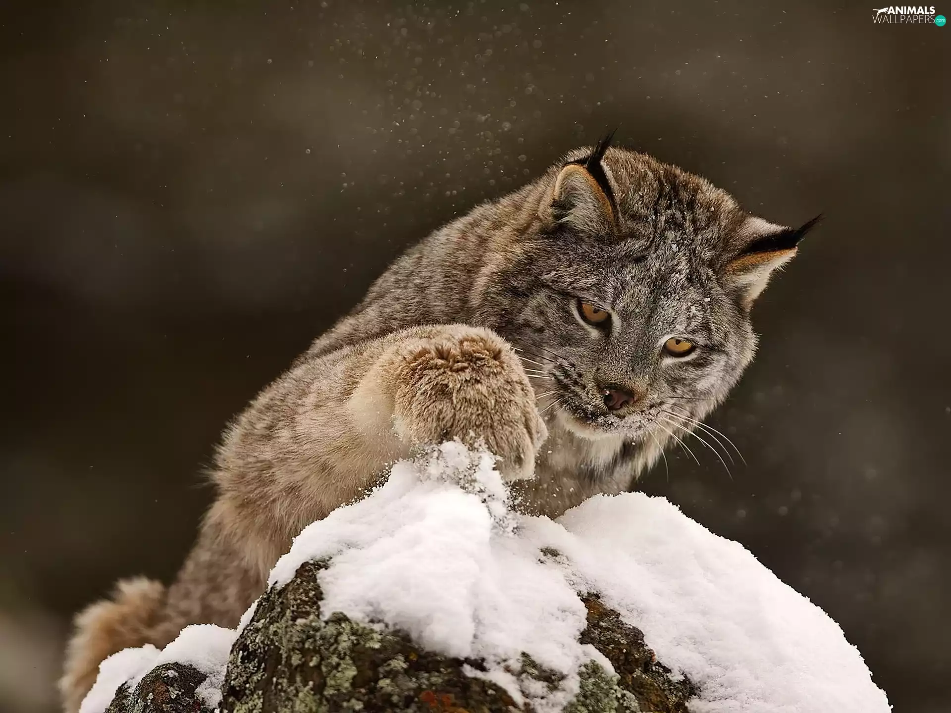 snow, Lynx, Stone