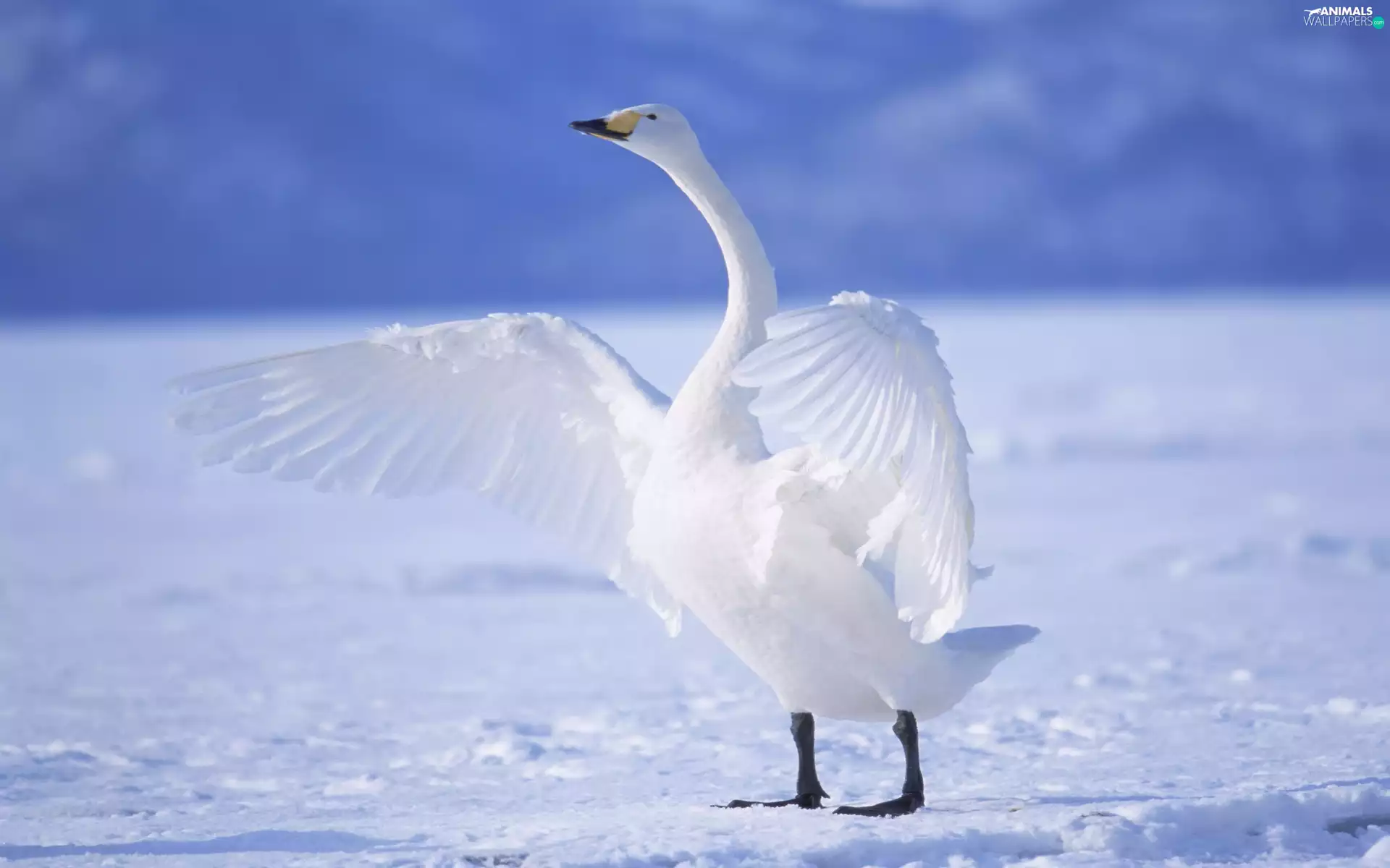 snow, Swans