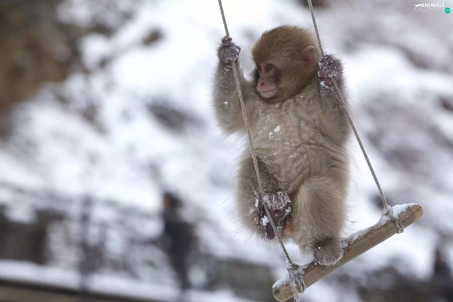 snow, Monkey, Swing