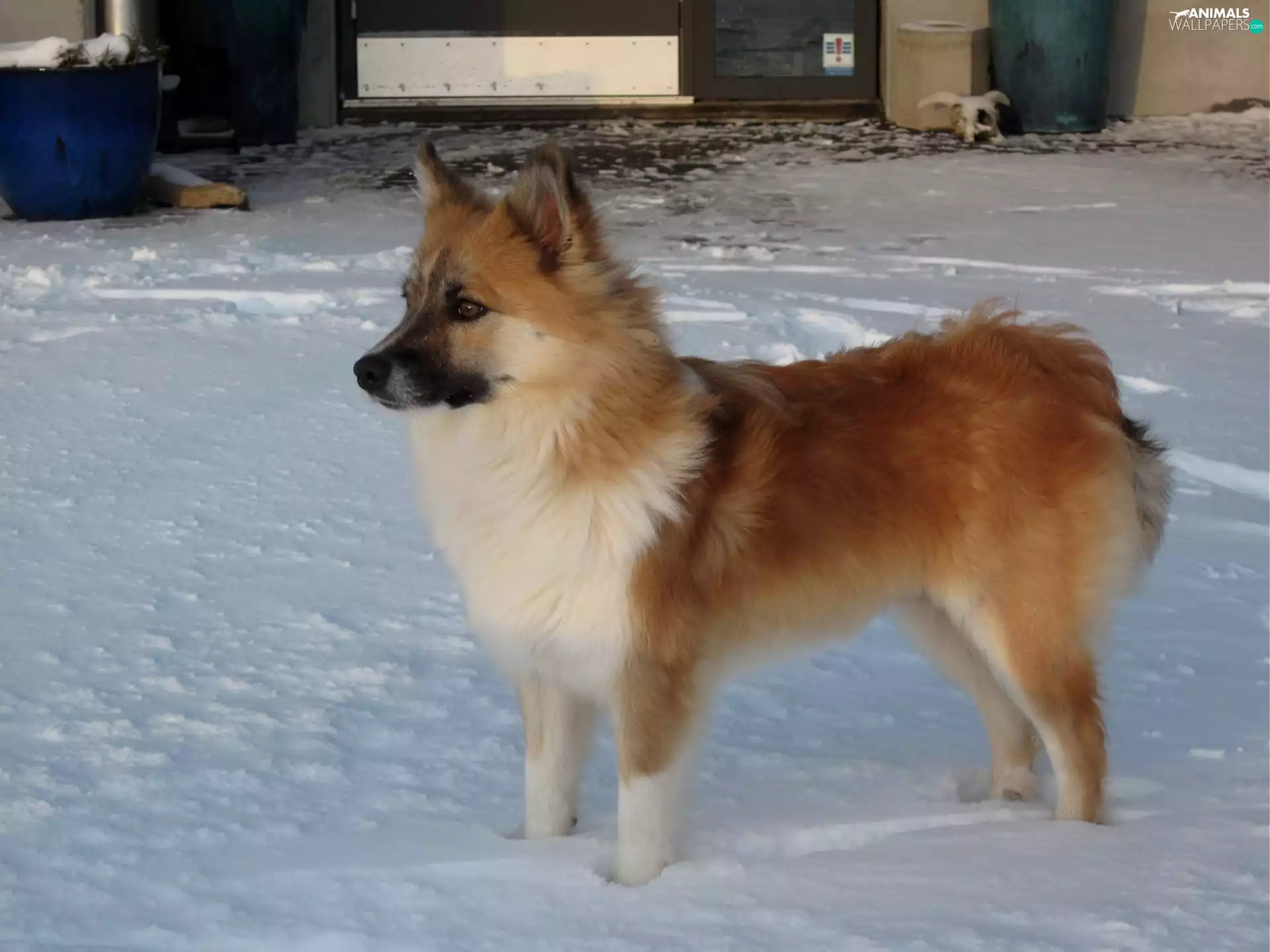 The Icelandic Sheepdog, snow