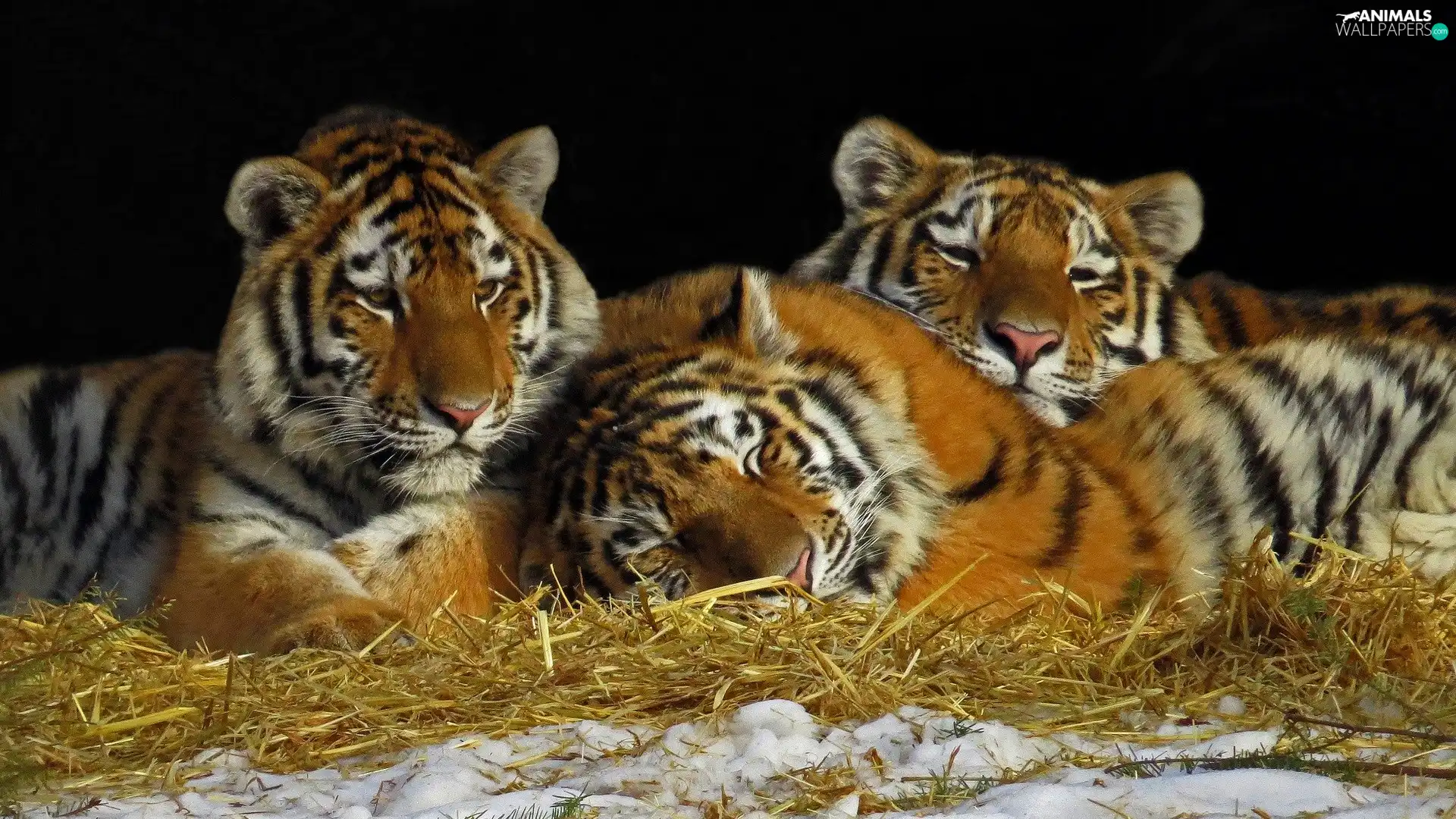 Three, grass, snow, tigress