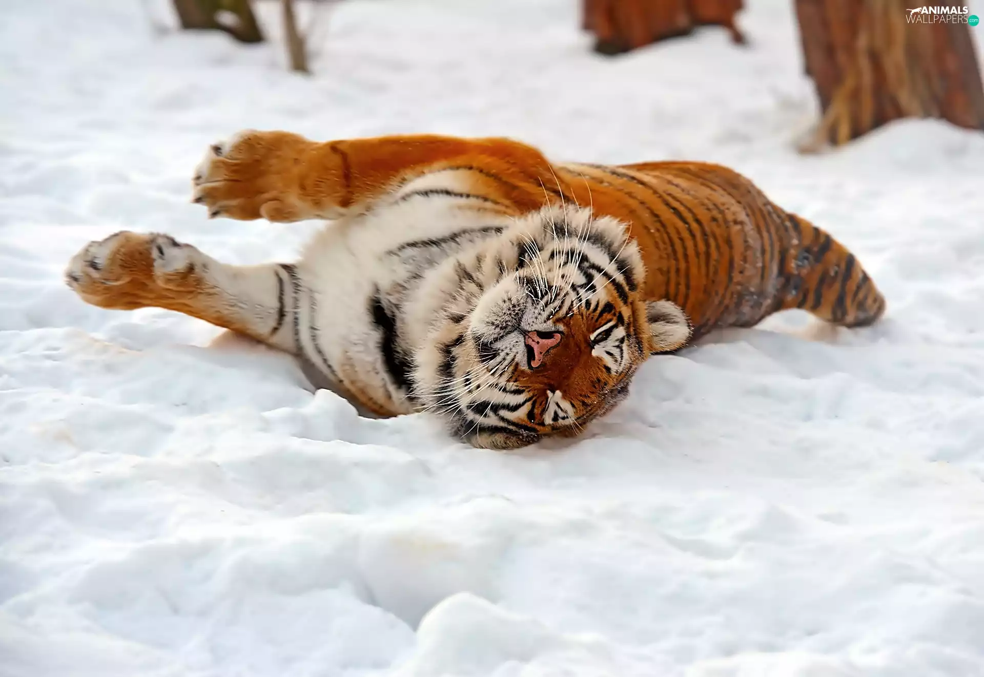 snow, lying, tiger