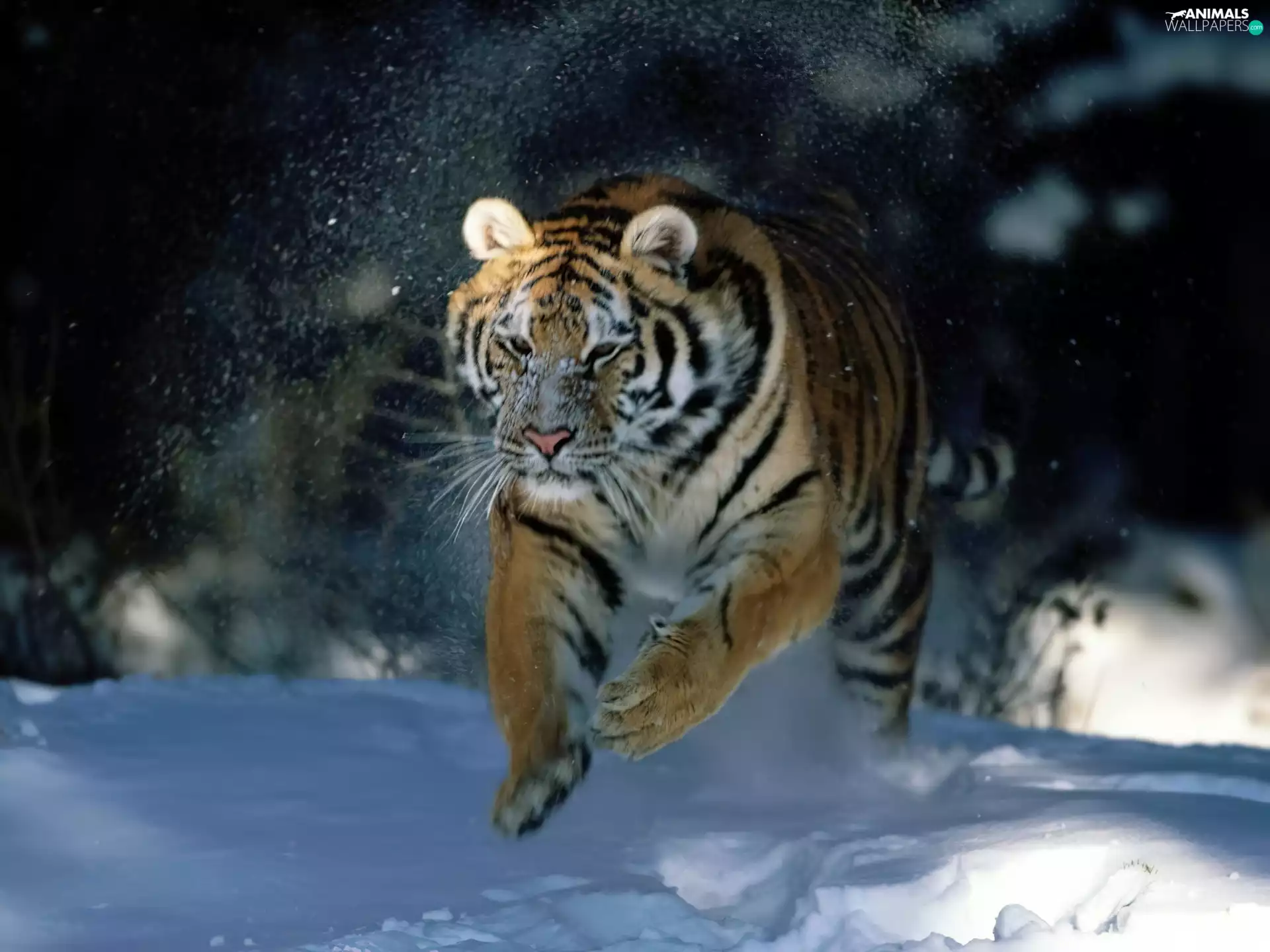 snow, running, tiger