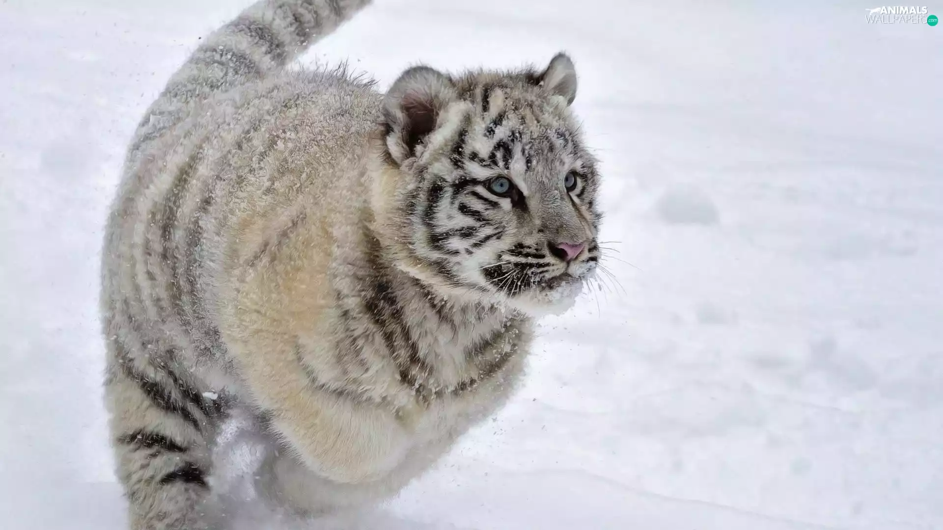 snow, White, tiger