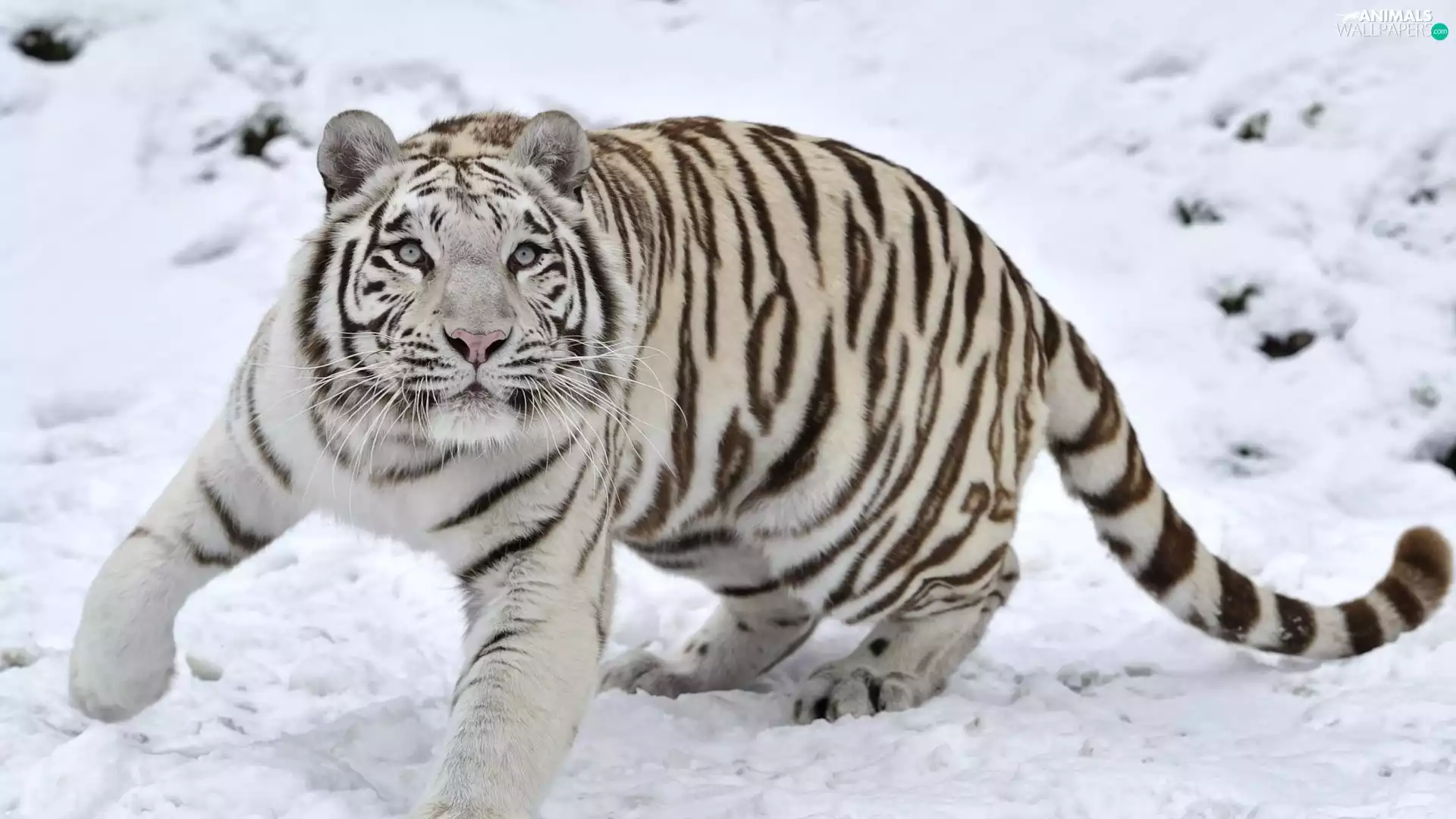 snow, White, tiger