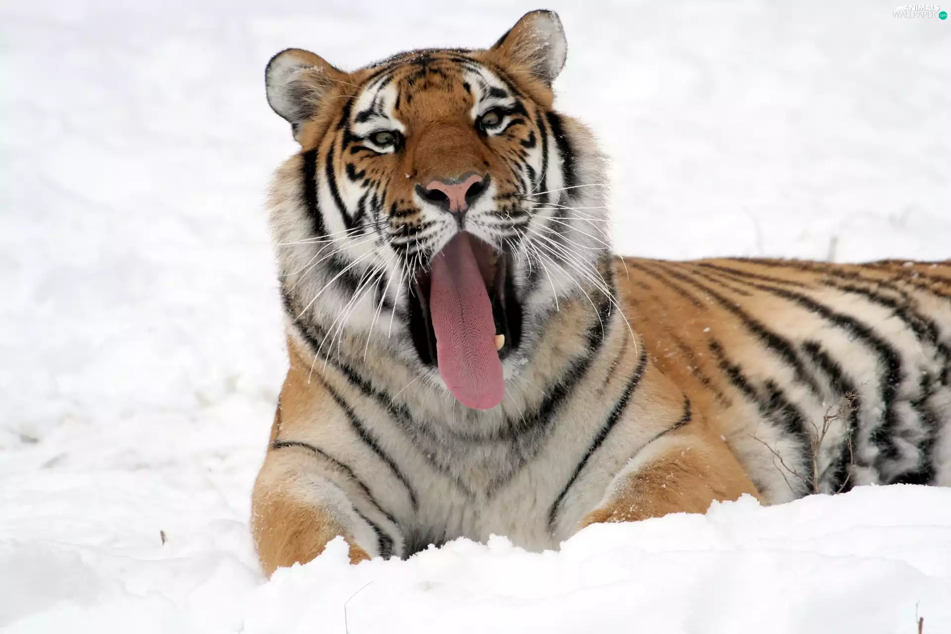 snow, winter, tiger