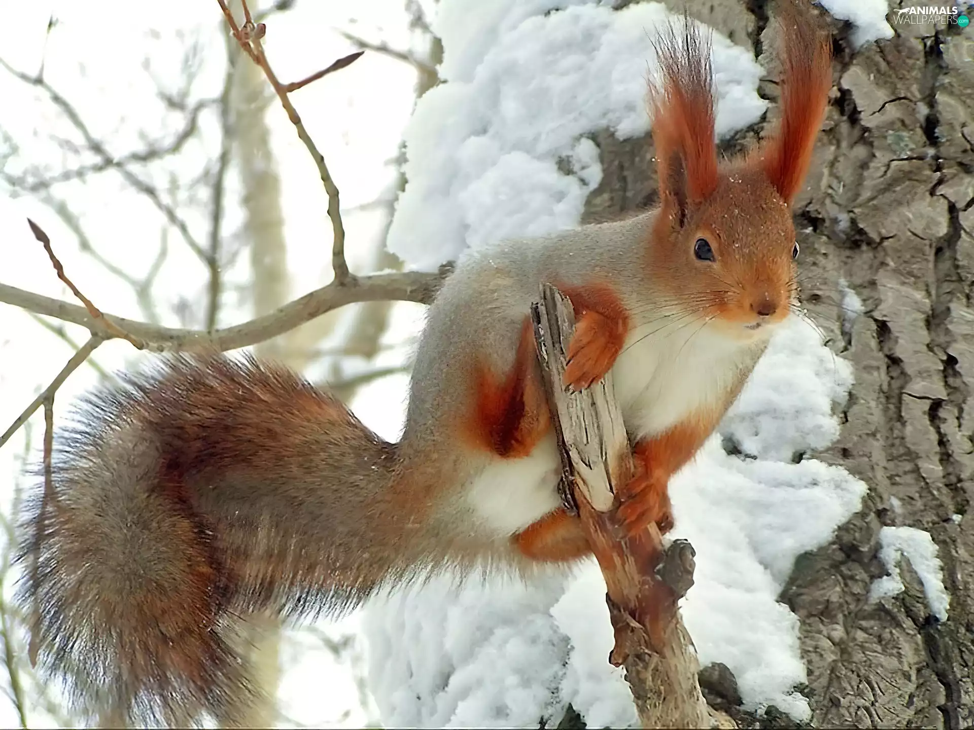 squirrel, snow, trees, viewes, branches