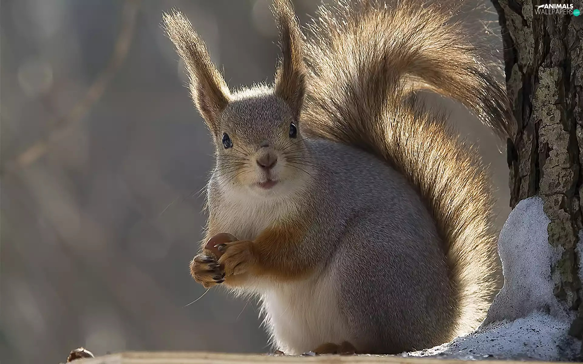 snow, squirrel, trees