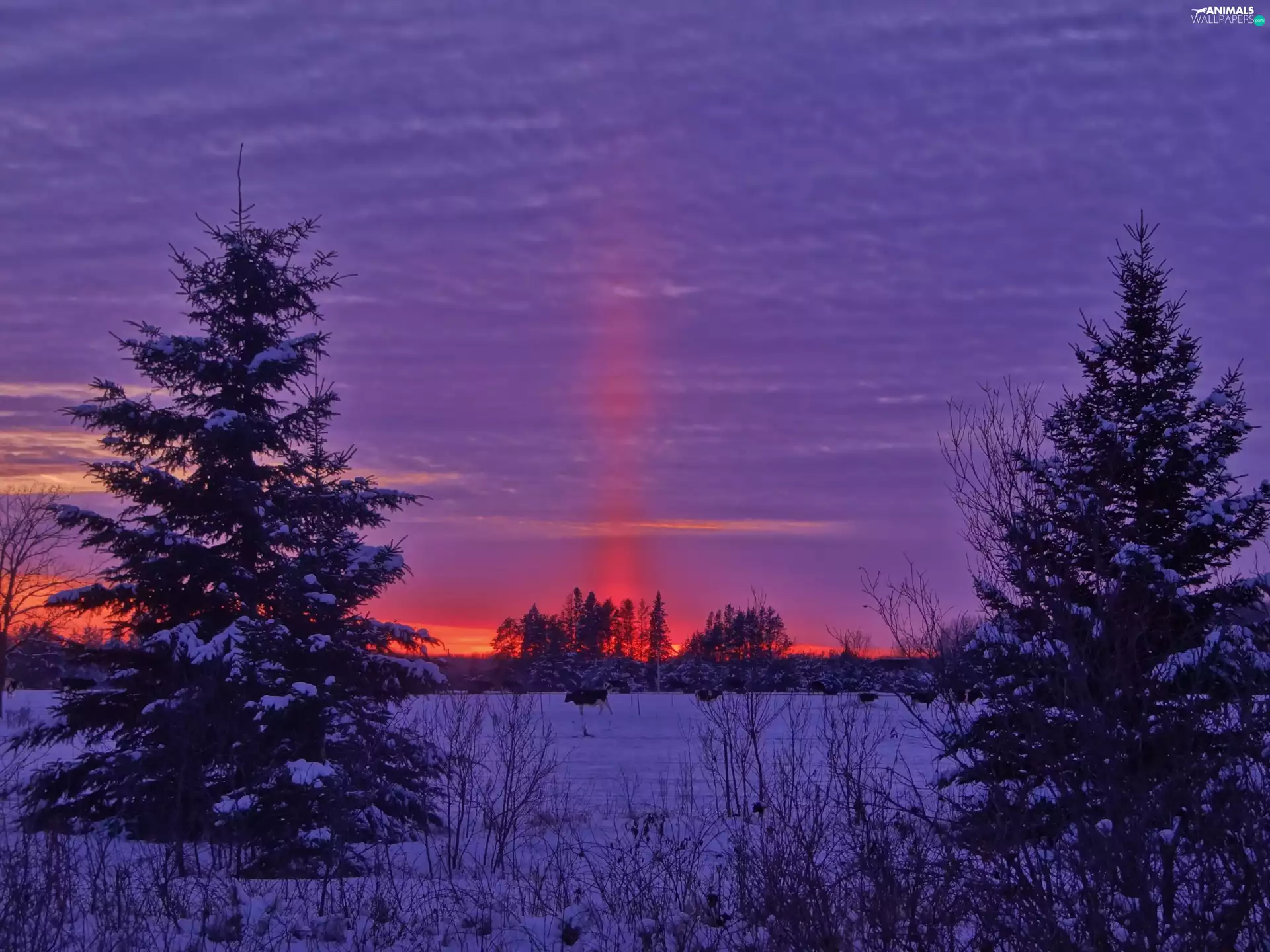 Spruces, snow, west, sun, Field