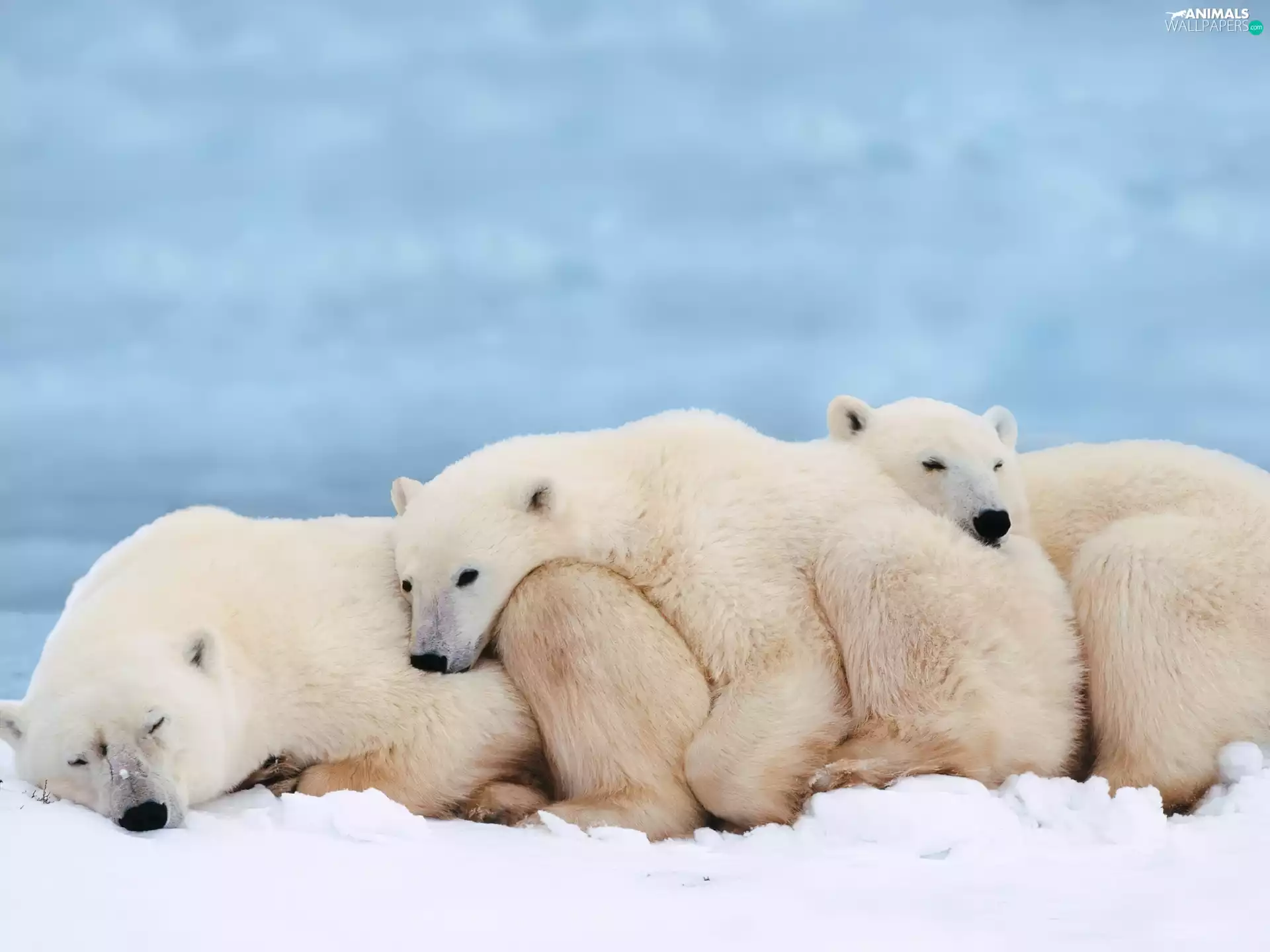 snow, bears, White