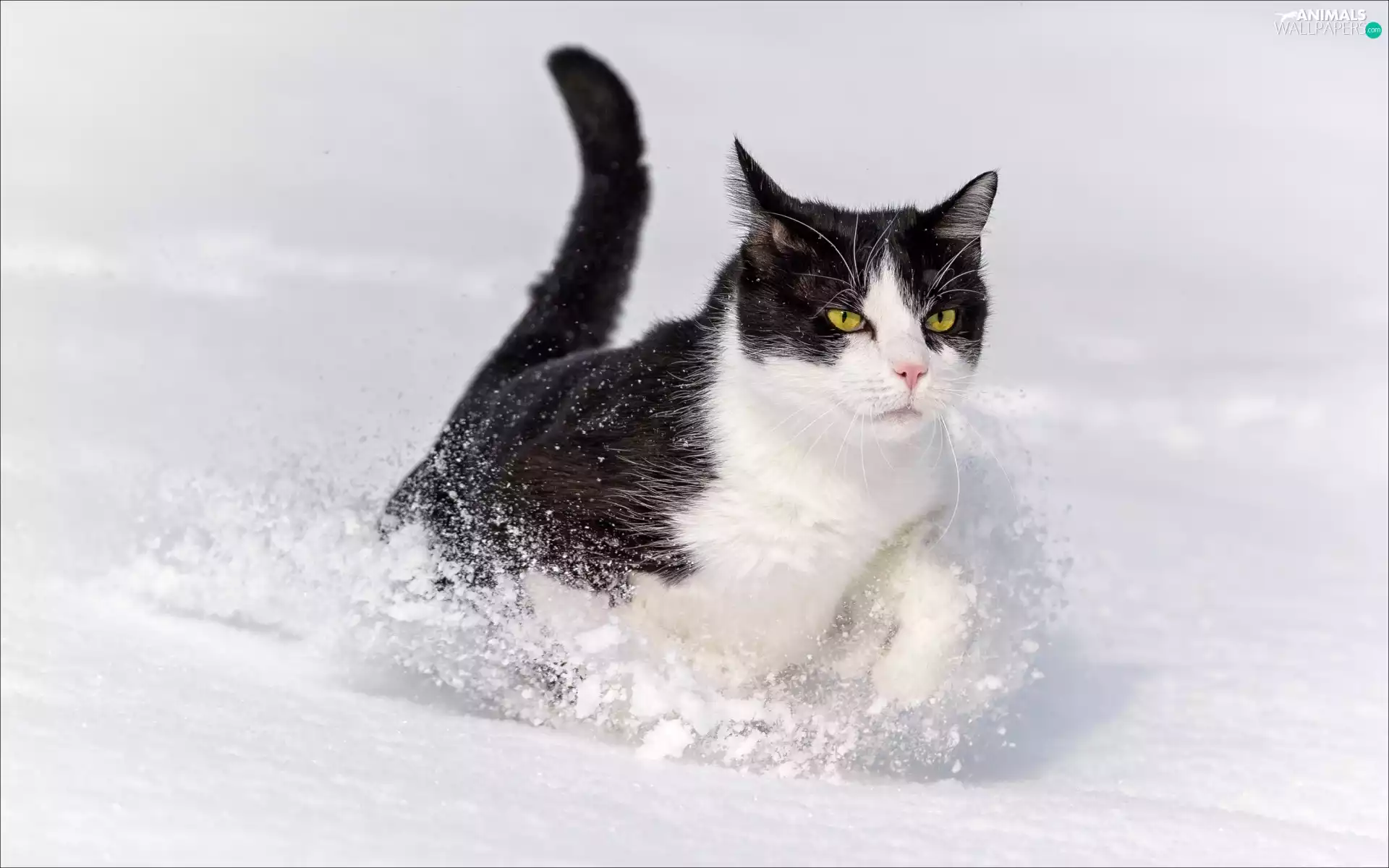 winter, snow, White, cat, black