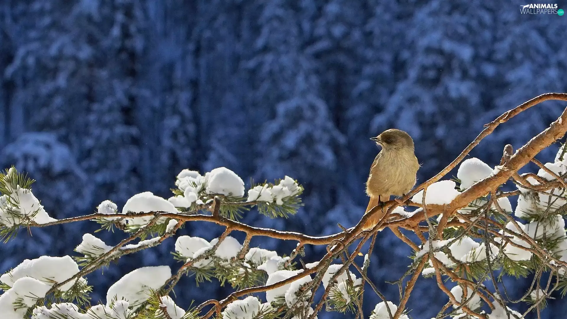 conifer, snow, winter, twig, birdies
