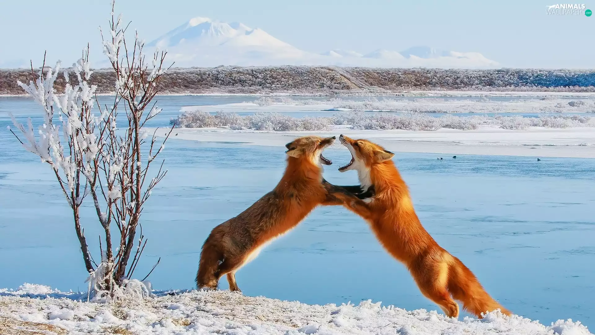 Two cars, winter, fox, play, red head, snow