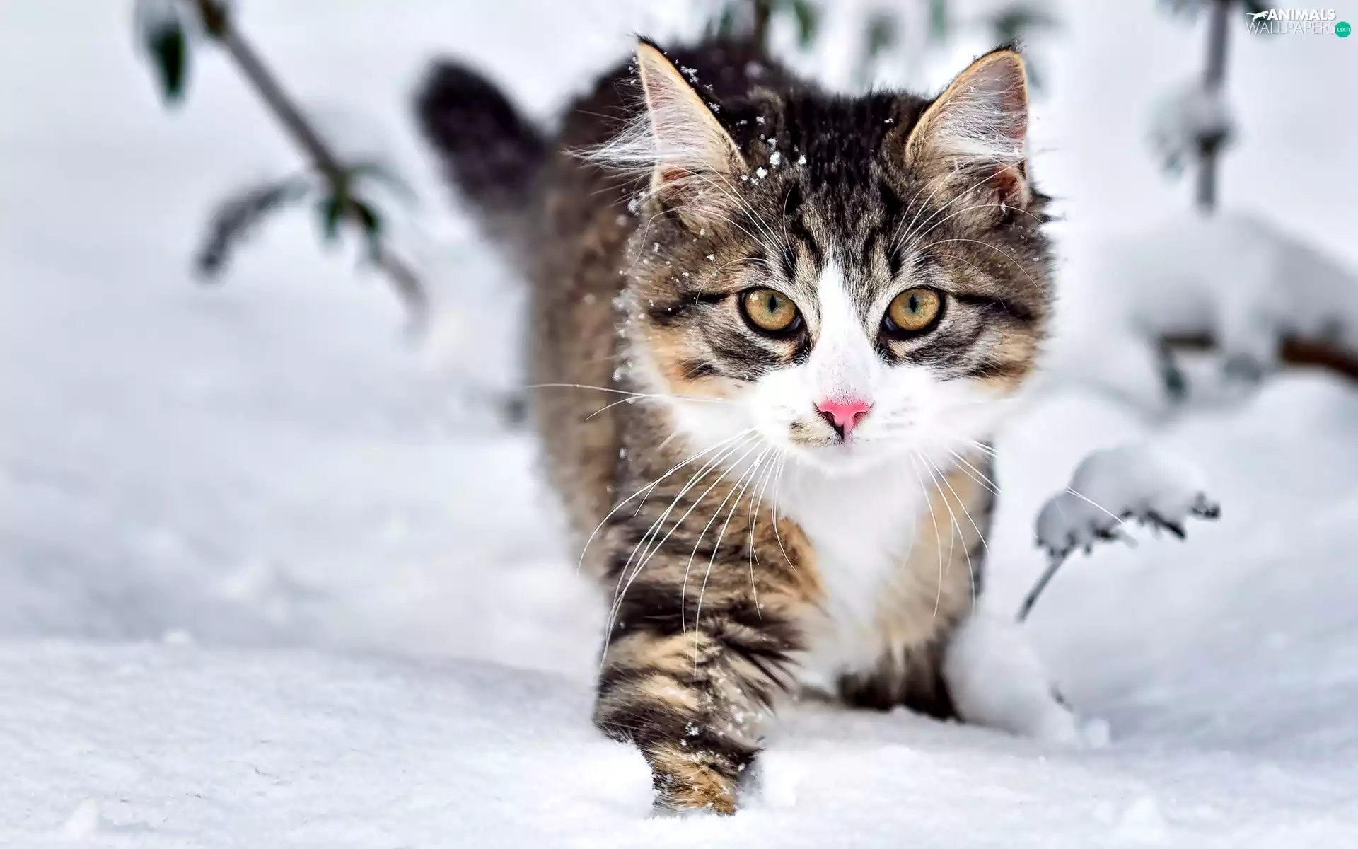 snow, cat, winter