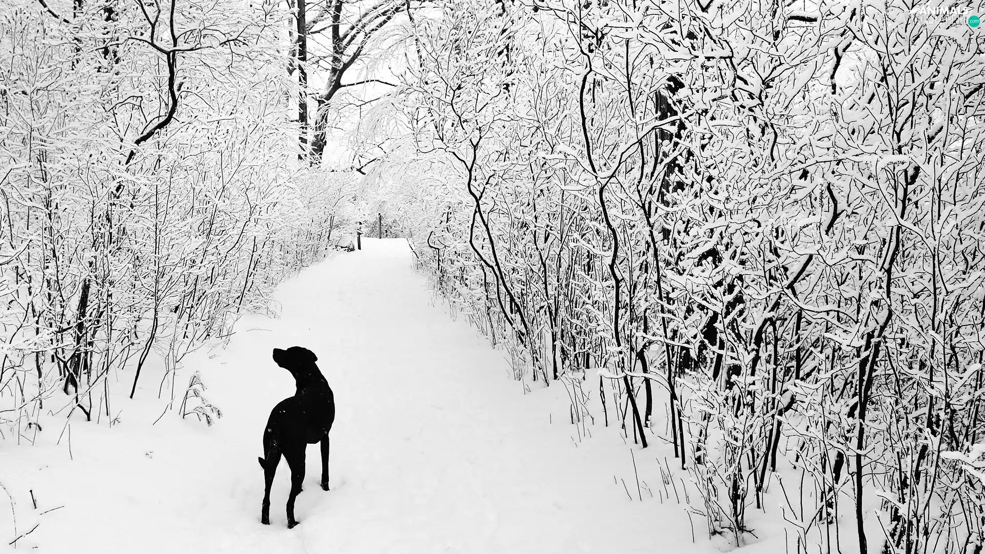 winter, dog, forest, snow