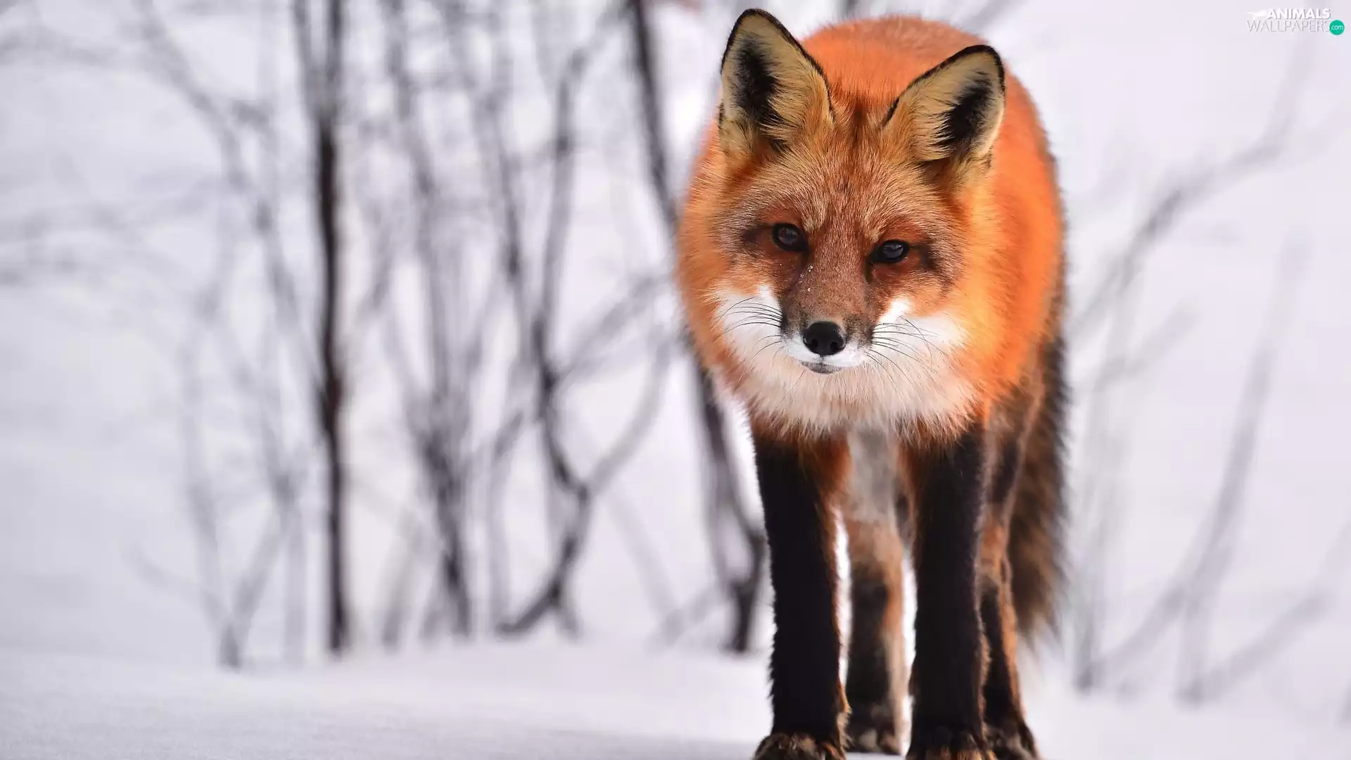winter, ginger, Fox, snow