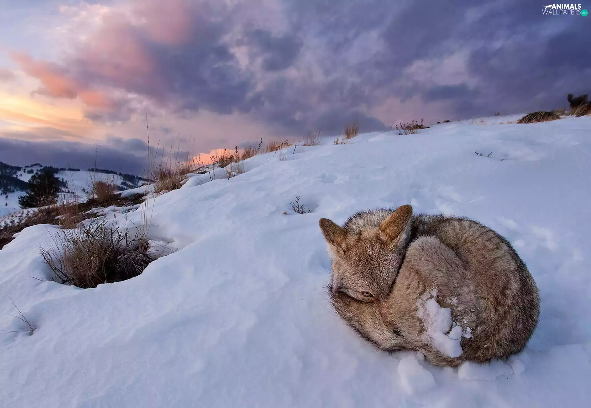 winter, hunched, fox, snow