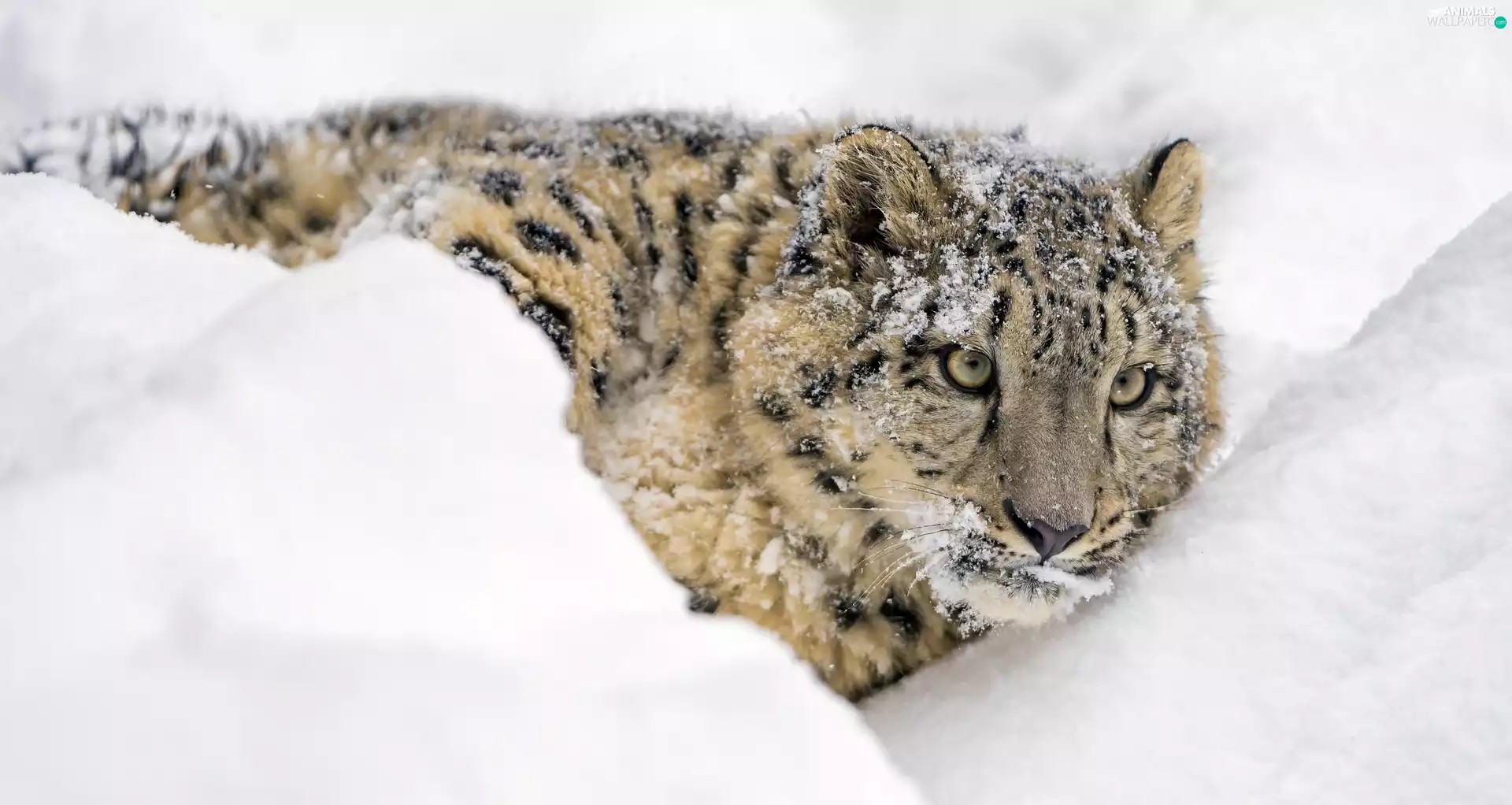 snow leopard, winter