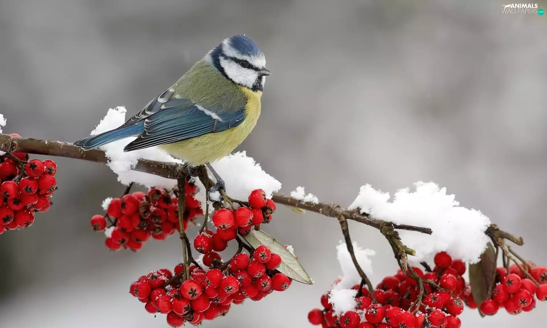 winter, tit, Plant, snow