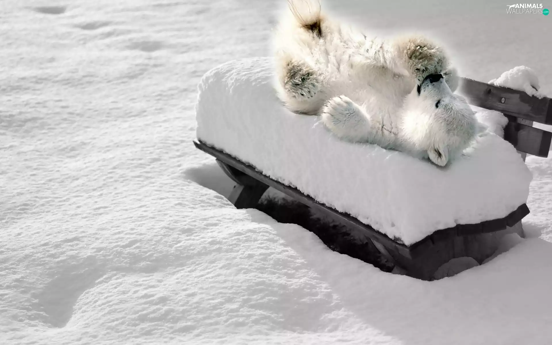 little bear, polar, snow, Bear, winter