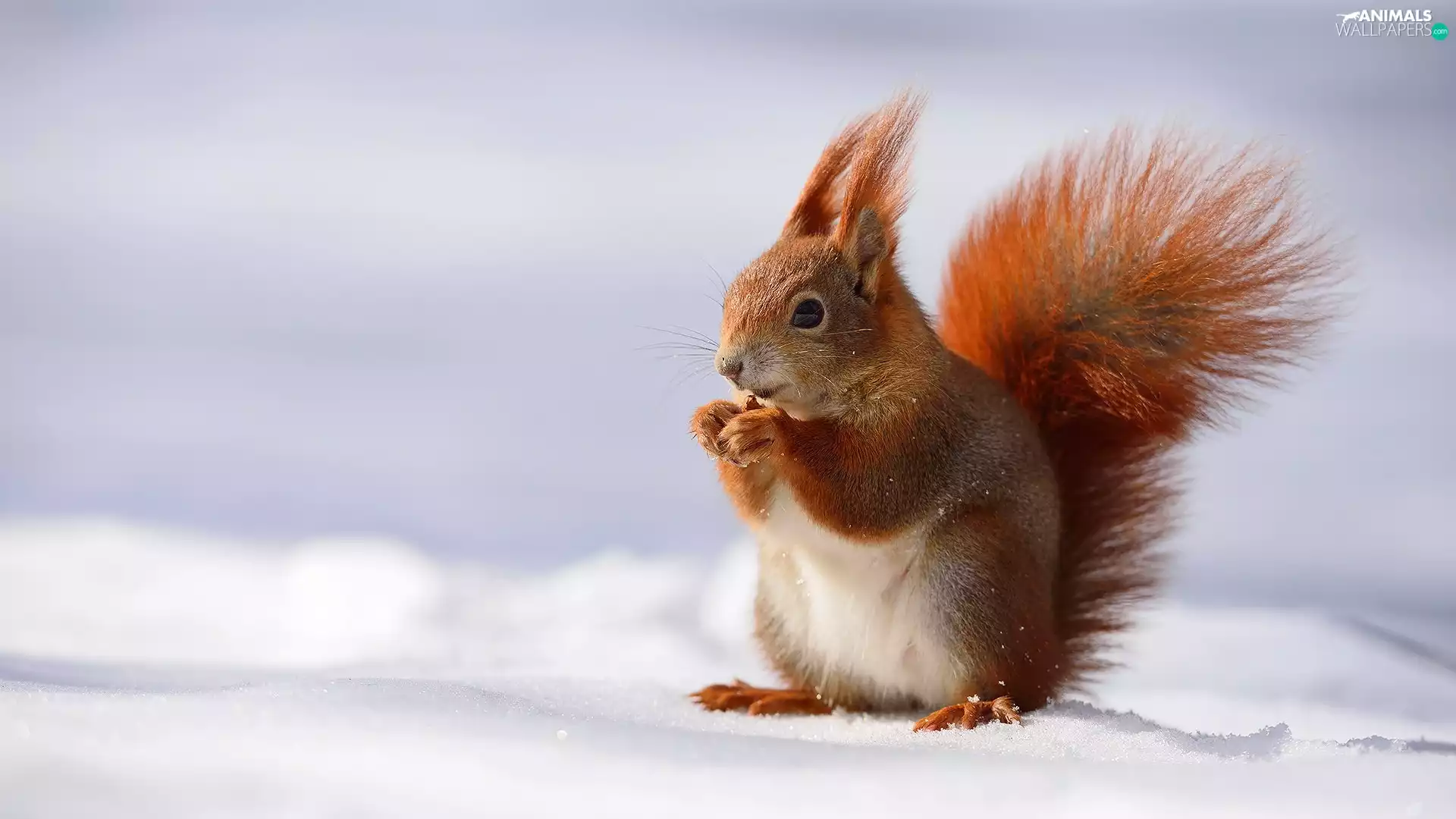 snow, squirrel, winter
