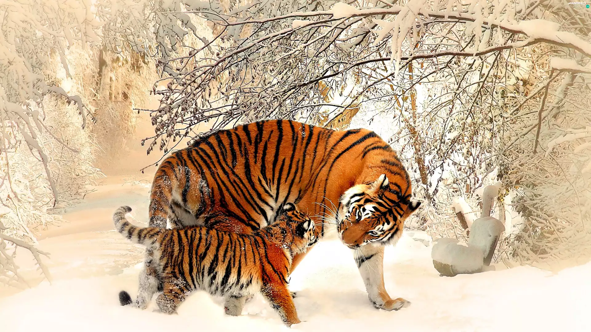 viewes, snow, winter, trees, tigress