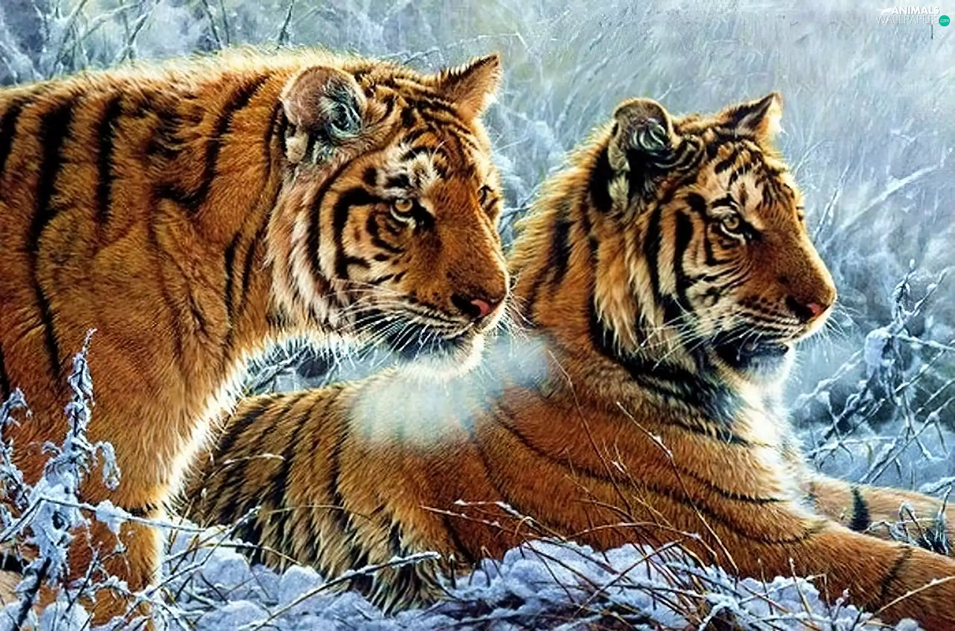 snow, tigress, winter