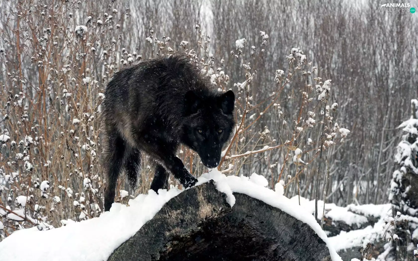 winter, Black, Wolf, snow