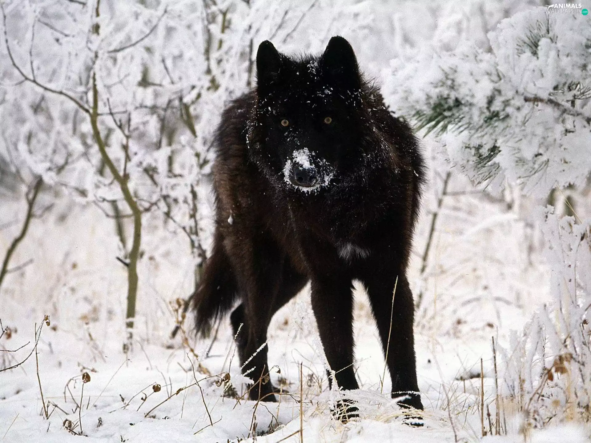 snow, Black, Wolf