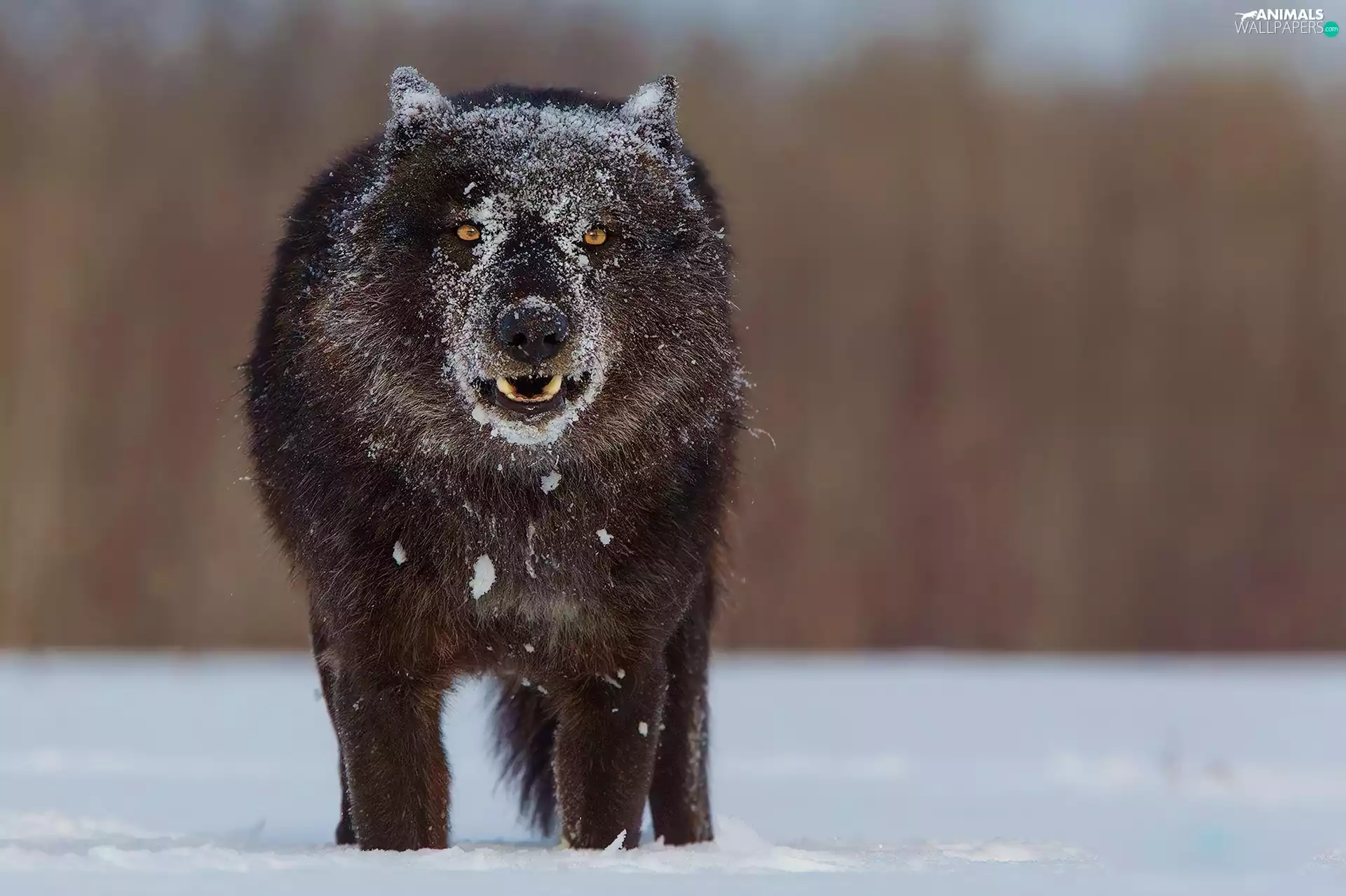 Wolf, Lights, canines, snow
