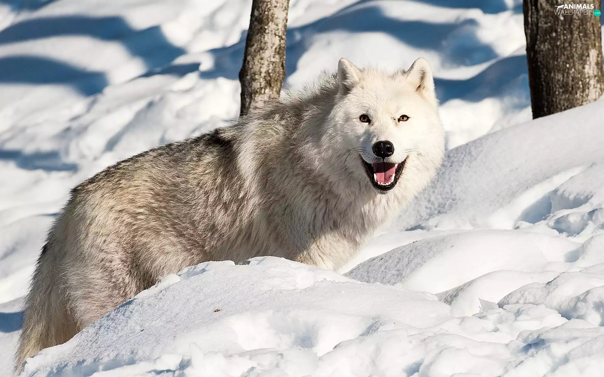 snow, White, Wolf