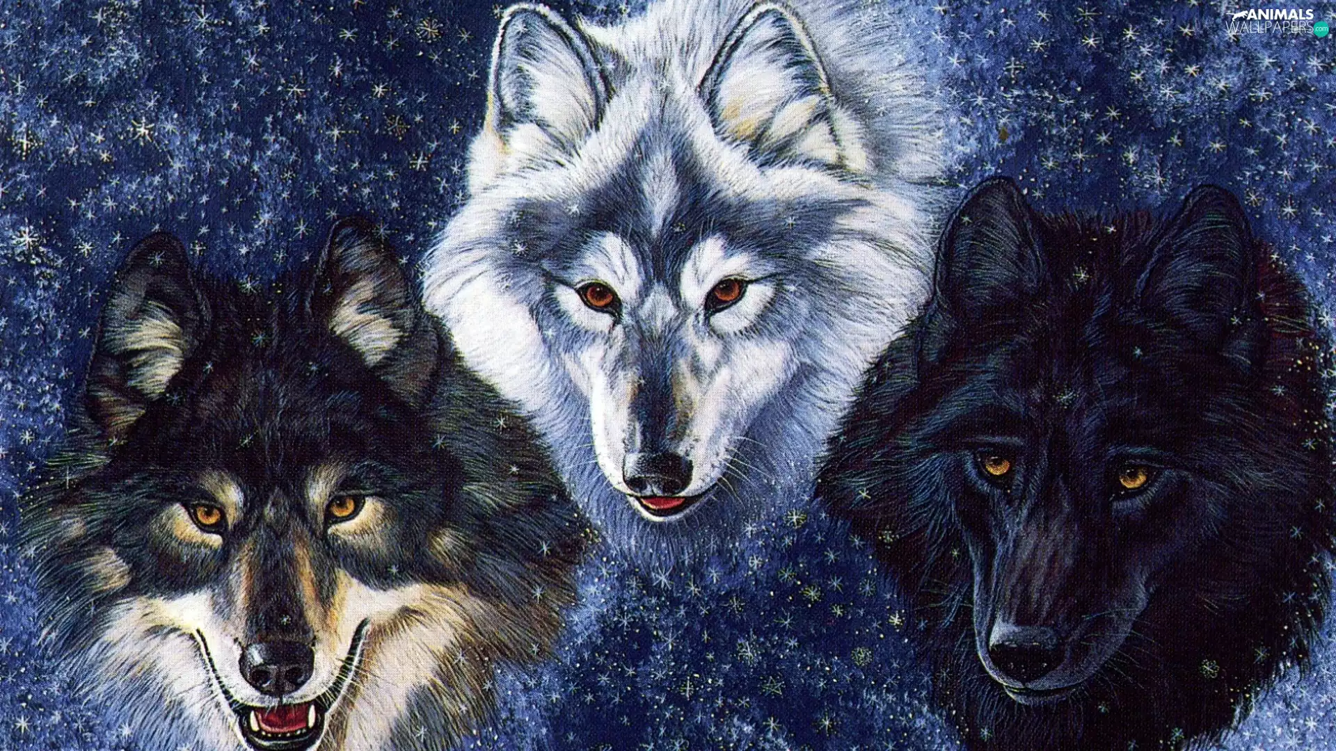 snow, Three, wolves