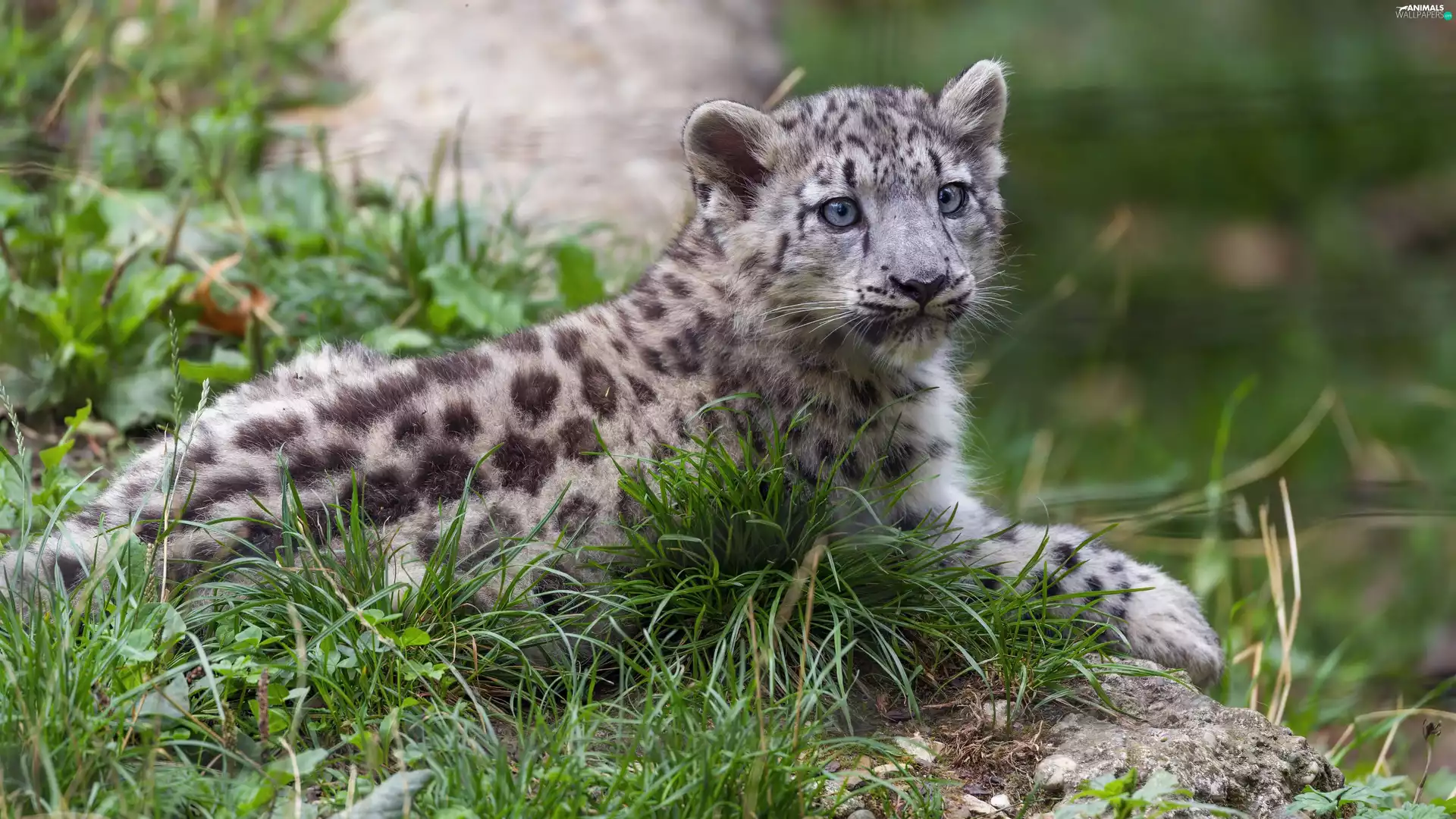 snow leopard, young