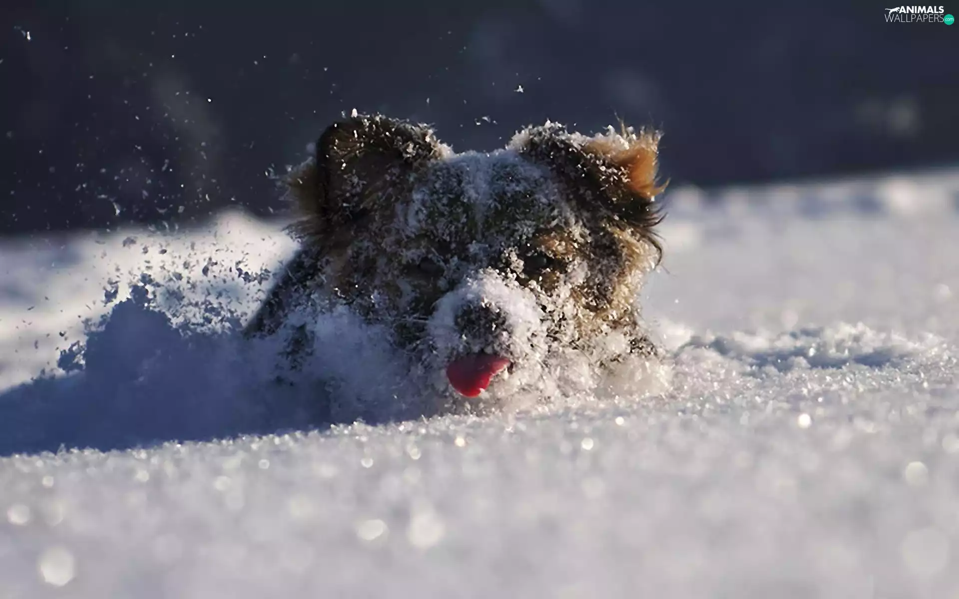 snowdrift, doggy, snow