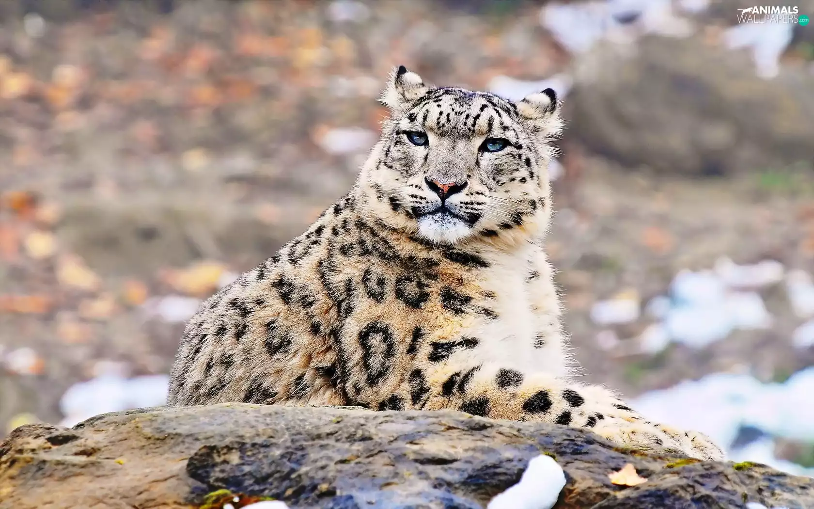 snowy, snow leopard