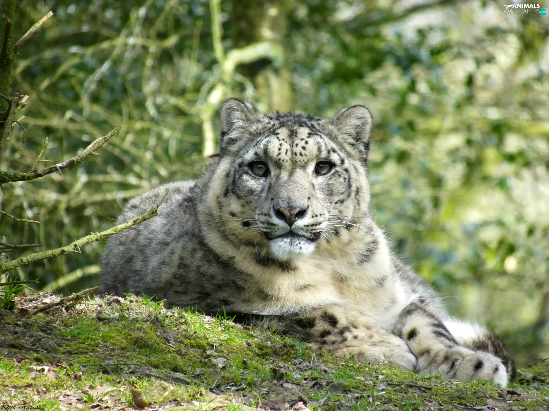 snowy, snow leopard