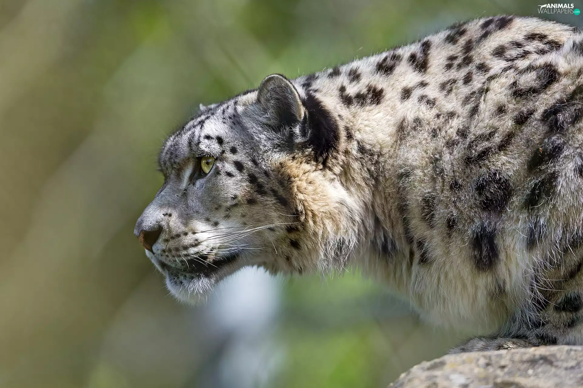snowy, snow leopard