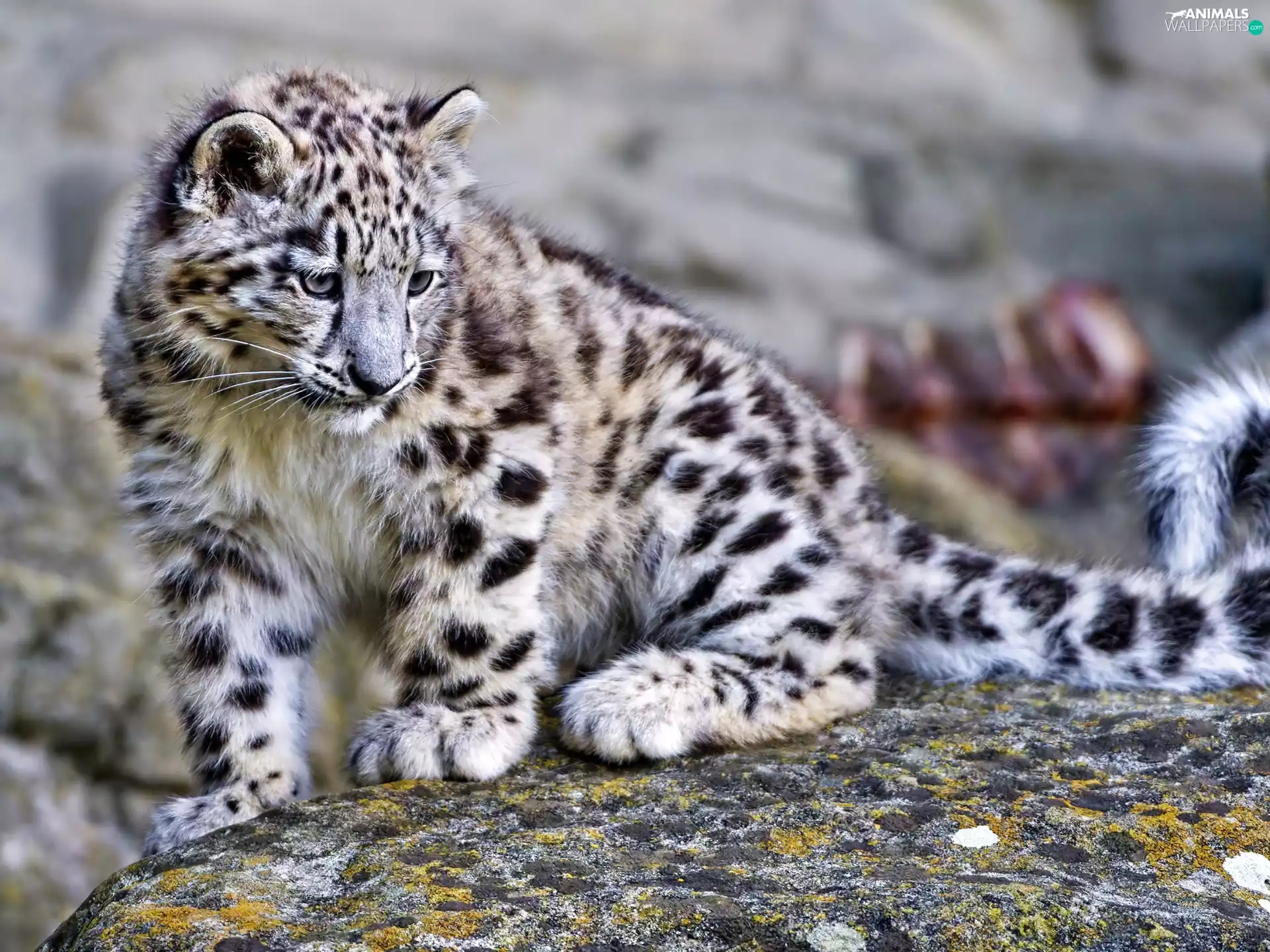 snow leopard, Leopards, snowy