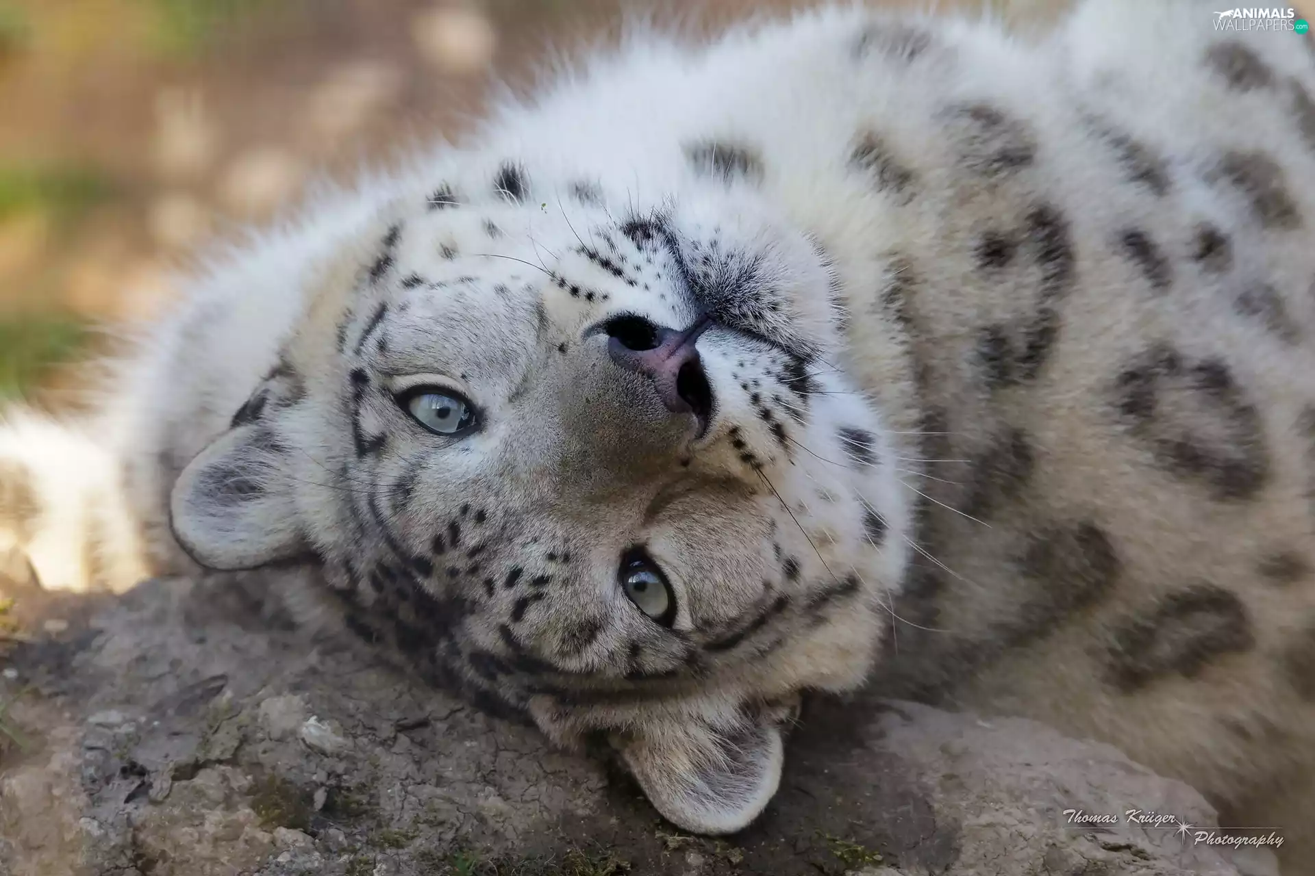 snow leopard, young, snowy