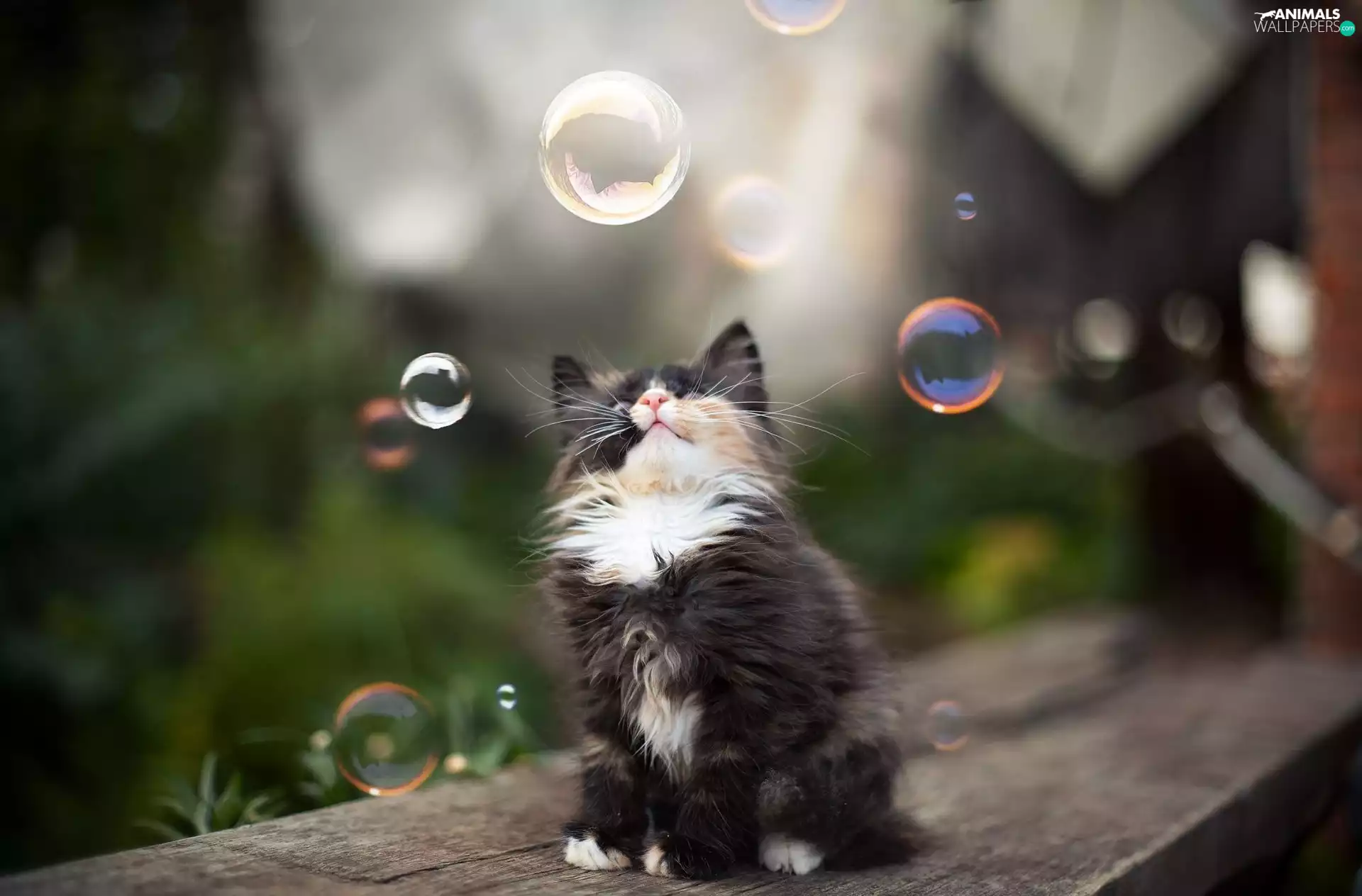 kitten, soap, board, interesting eyes